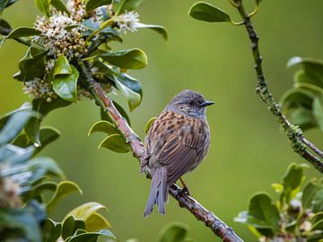 Dunnock in tree with fresh green background by OCEANVOLTA