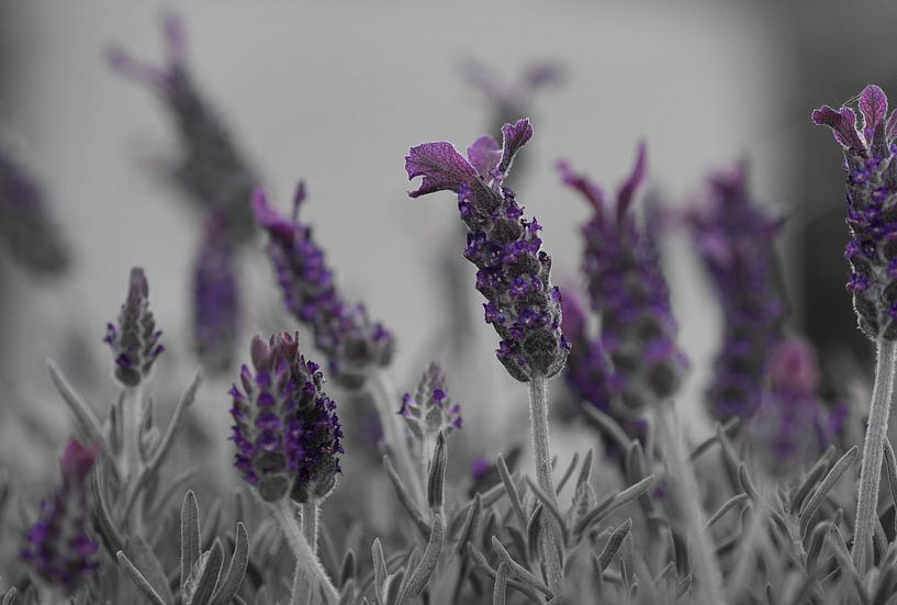 Black and White Lavender by Carina Meijer ÇaVa Fotografie