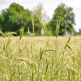 Summer rye field sur Roel Van Cauwenberghe