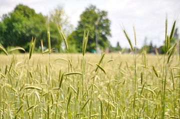 Summer rye field by Roel Van Cauwenberghe