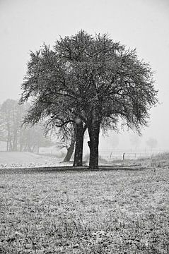 Wintery, snow-covered field with tree in the Oderbruch - monochrome by Silva Wischeropp