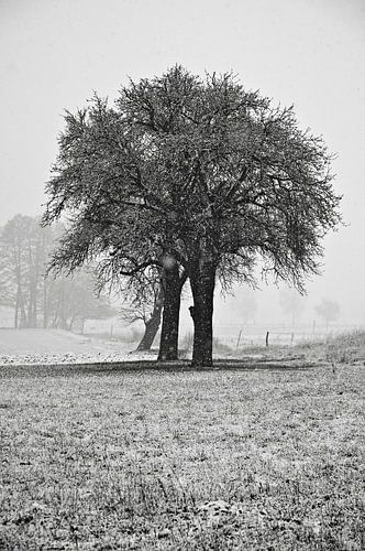 Winterlicher, schneebedeckter Acker mit Baum im Oderbruch - monochrom von Silva Wischeropp