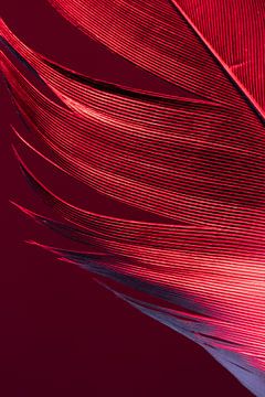 Plume d'oie en couleur sur Léonie's Art Gallery