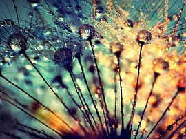 Pusteblume Tautropfen  von Julia Delgado