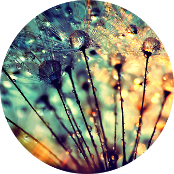 Paardenbloem met dauwdruppels van Julia Delgado