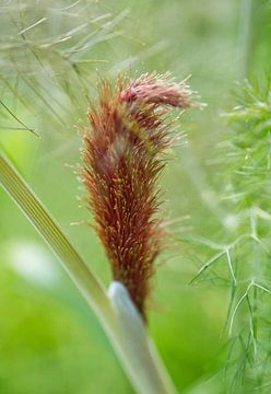 Bronzen venkelplant van Iris Holzer Richardson