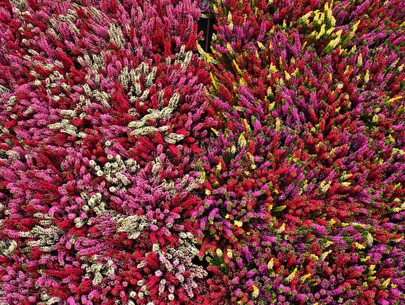 heidebloemen van Edgar Schermaul