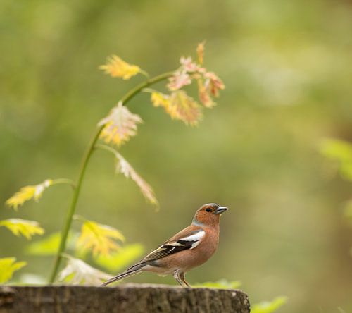 vink