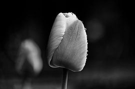 Beautiful tulip on a lovely misty morning by Henry Oude Egberink