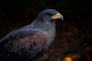 harrishawk/noord amerikaanse woestijnbuizerd van Wendy Hilven