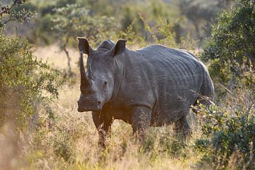 Rhinocéros sur Robert Styppa
