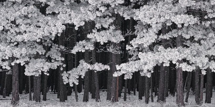 Frost von Rainer Mirau