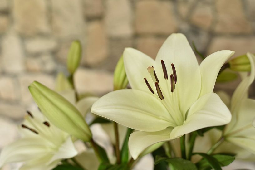 Lilienblüte von Philipp Klassen