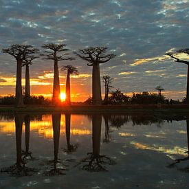Baobab's bij zonsondergang van Antwan Janssen