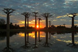 Baobabs au coucher du soleil