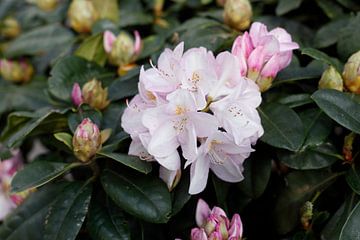 Weisse Rhododendronblüte, Close-Up, Deutschland