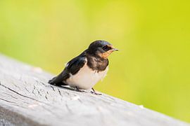 Boerenzwaluw van Merijn Loch