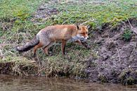 Fox von Merijn Loch Miniaturansicht