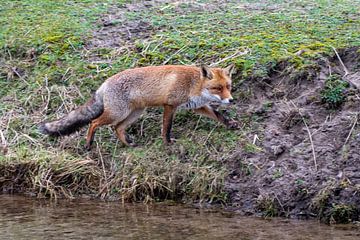 Fox by Merijn Loch