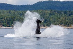 Jumping Orca or killer whale sur Menno Schaefer