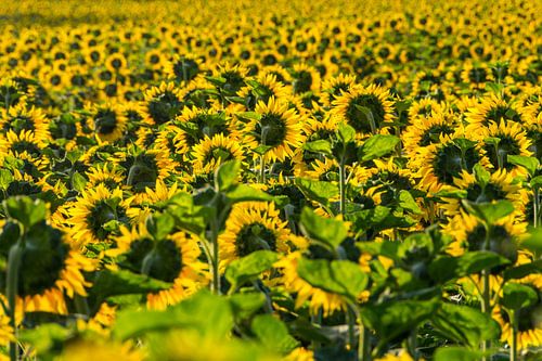 Sunflowers at sunrise (1)