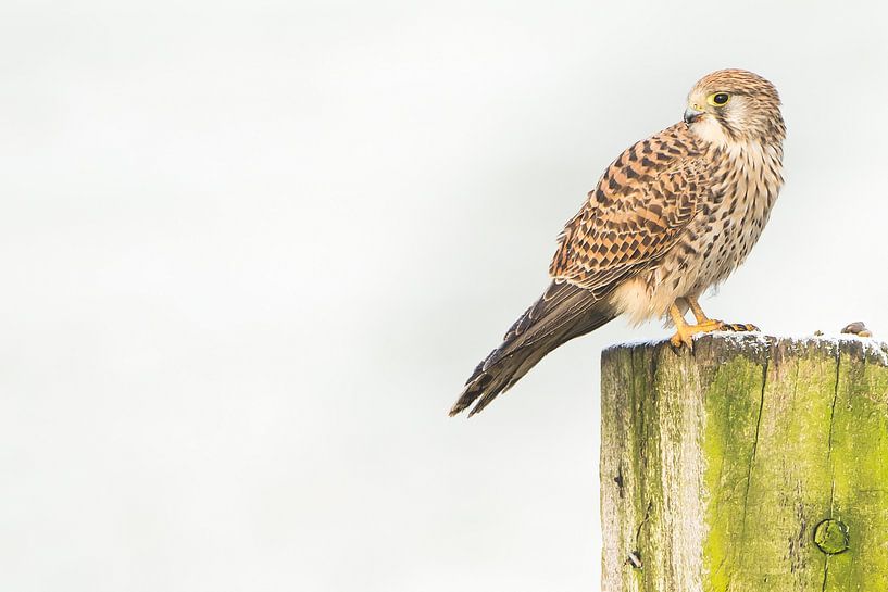 Kestrel with prey by Danny Slijfer Natuurfotografie
