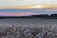 Grain field during the golden hour by Kim Willems thumbnail