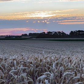 Grain field during the golden hour by Kim Willems