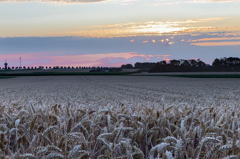 Grain field during the golden hour by Kim Willems