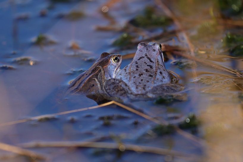 Ein gemeinsamer Moment, Blue Frogs von Marjoo