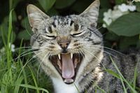 gapende/ lachende poes