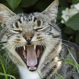 gapende/ lachende poes sur nikita van der Starre- Zagers