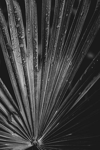 Palm by celine bg
