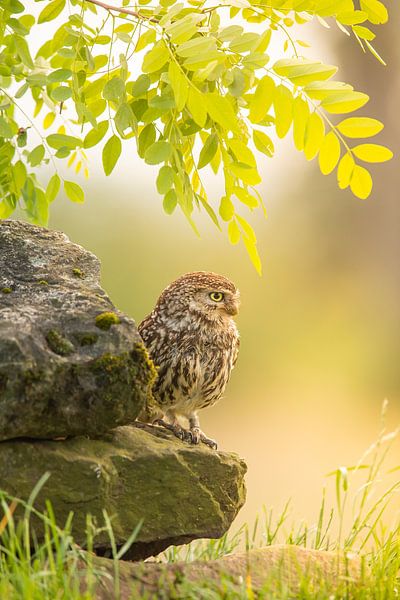 owl on stone by Kris Hermans
