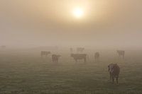 Koeien in de mist