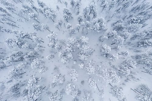 Arbres enneigés vus d'en haut