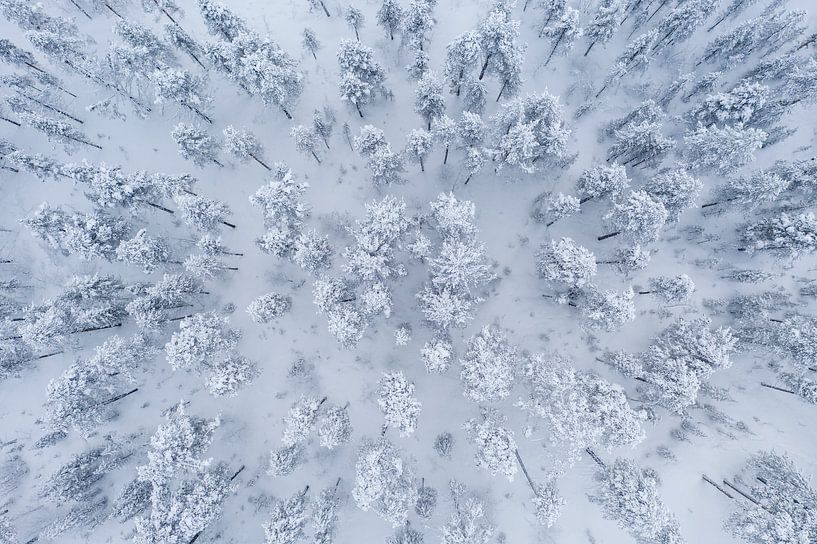 Snowy trees from above by Martijn Smeets