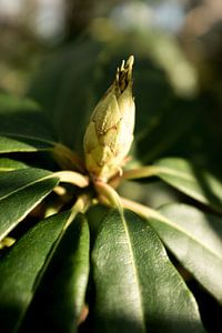 poster botanique d'art d'un bouton de fleur, le Rhododendron sur Karijn | Fine art Natuur en Reis Fotografie