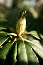 botanical fine art poster of a flower bud, the Rhododendron by Karijn | Fine art Natuur en Reis Fotografie thumbnail