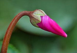Rosa Zyklam im Knopf