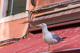 Möwe auf dem Dach von Mirjam Welleweerd