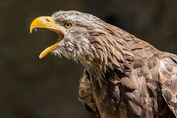 White-tailed eagle by Uwe Ulrich Grün