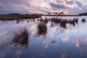 Strabrechtse Heide 294