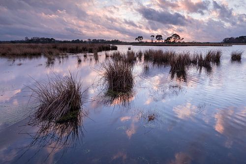 Strabrechtse Heide 294 sur Deshamer