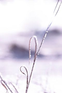 Snowflower van Thomas Heitz