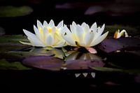 Lotos | Seerose | Teich | Teichrose | Wasserpflanze