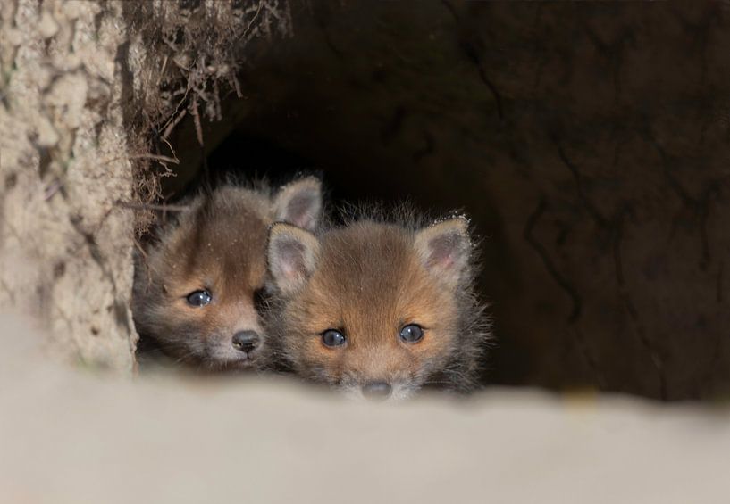 Fuchs-Welpen von Anna Stelloo