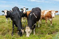 Curious cows