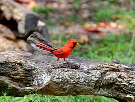 Red Cardinal in Miami by Karel Frielink