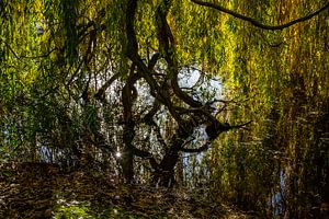 Trauerweide im Weiher von Holger Felix